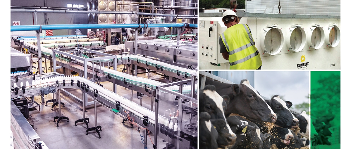 A photo collage: first image is the interior of an industrial dairy processing plant, showing hundreds of white, quart size milk bottles flowing on multiple conveyor belts. Second image is a person in a yellow safety vest and hardhat checking a Sunbelt Rentals industrial air handler. Third image is several black Hereford cows (white face, black hides) in a holding pen lined up in a feed trough chewing or grabbing hay.
