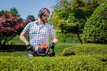 Lawn, Landscape, and Tree