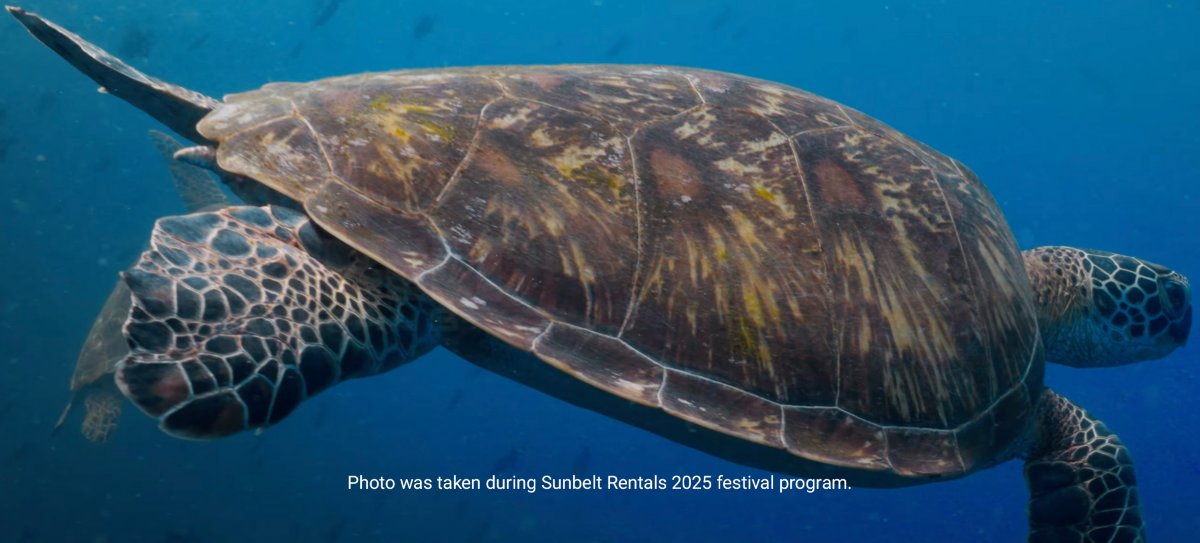A sea turtle swimming in the ocean.