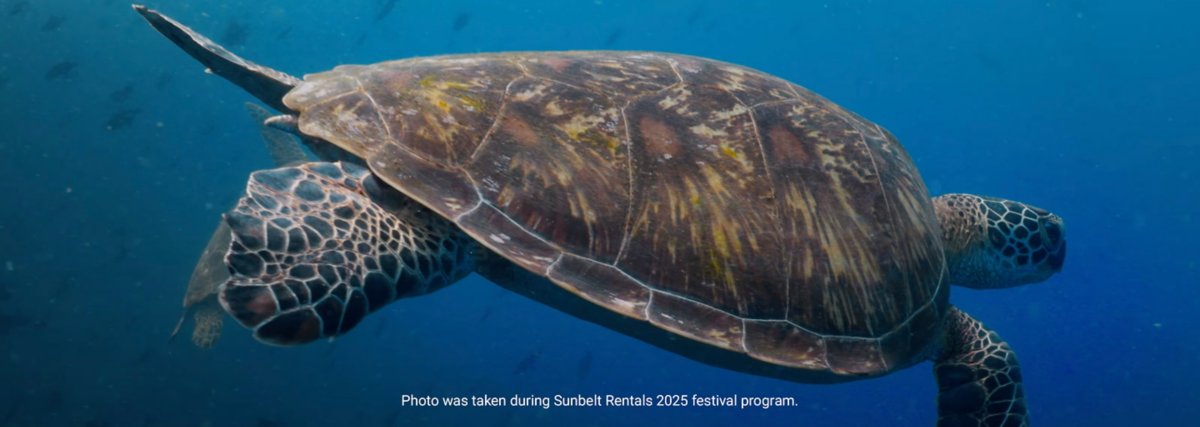 A sea turtle swimming in the ocean.