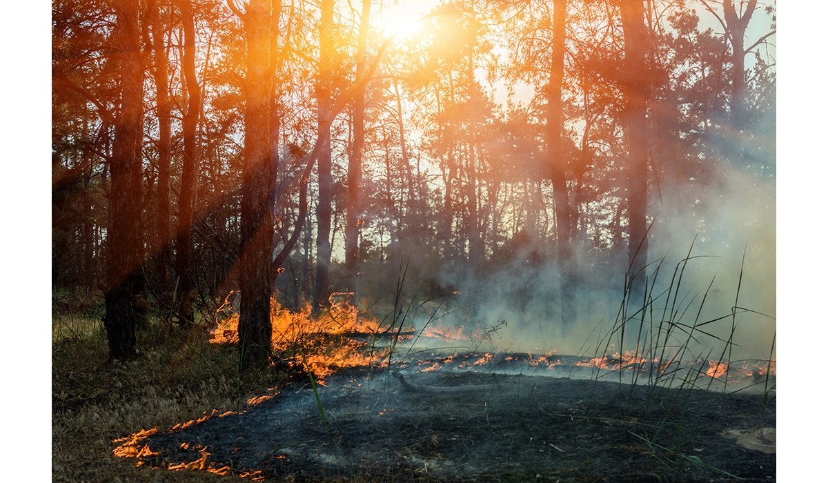 A forest fire near the ground, surrounded by smoke.